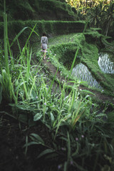 Young woman walking on rice field Tegalalang, Ubud, tropical island of Bali, Indonesia.