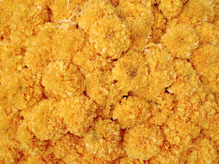 Heap of Marigolds Flower                                 