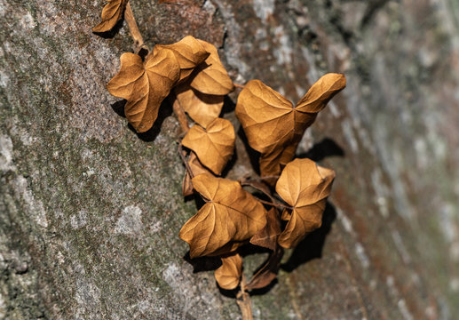 Abszission Images Browse 39 Stock Photos, Vectors, and Video Adobe