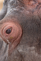 Obraz premium Close up side of the Common hippopotamus face (Hippopotamus amphibius)