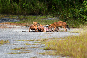 Dhole or Asian wild dogs eating a deer carcass at Khao yai national park,Thailand