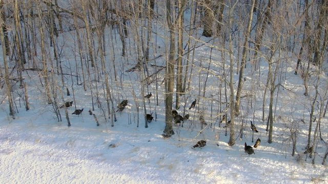 Wild turkeys congregate at edge of woods when deer come into view.
