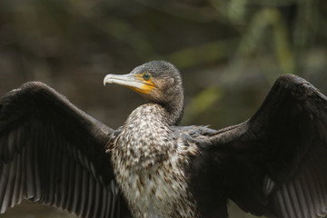 A pretty Cormorant (Phalacrocorax carbo) flapping its wings after hunting under the water for fish.	