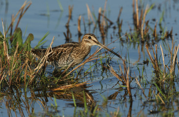 A stunning Snipe (Gallinago gallinago) wading through a shallow pool of water.