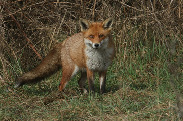 A magnificent Red Fox (Vulpes vulpes) searching for food to eat at the edge of shrubland.	