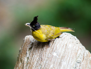 yellow bird black crested,  bulbul in Thailand