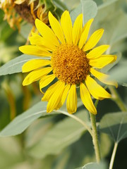 sunflower yellow flower on blur nature background