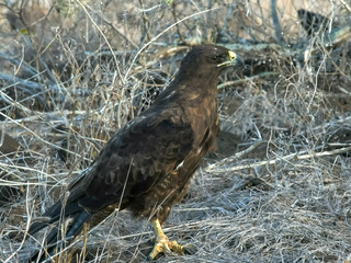 adult galapagos hawk on isla santa fe in the galapagos