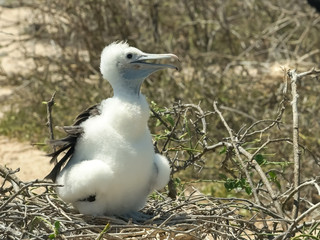 baby magnificent frigatebird in the galalagos islands
