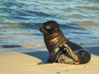 Obraz premium baby sea lion on a beach at isla santa fe in the galapagos