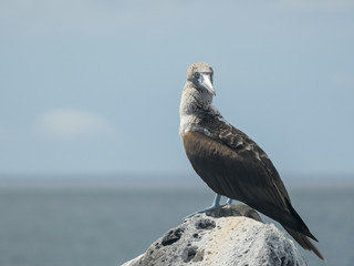 blue-footed booby on top of a rock in the galalagos islands