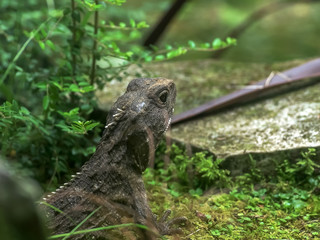 close up of a prehistoric looking tuatara lizard