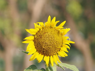 Obraz premium sunflower yellow flower on blur nature background