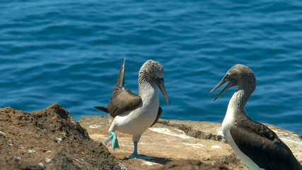 a blue-footed booby dancing in the galalagos islands, ecuador