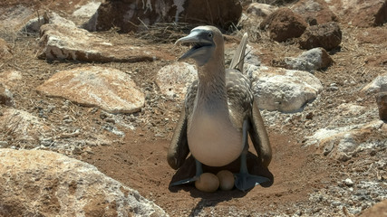 blue-footed booby on two eggs in the galalagos islands, ecuador