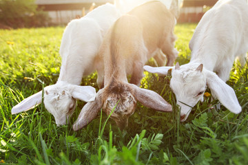 Goat kids grazing, wide angle photo with sun back light.