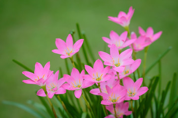 Fototapeta premium purple rain lily flower