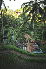 Swing in the jungle. Tegalalang rice terraces in Ubud, Bali island, Indonesia.