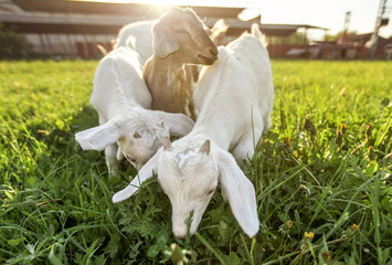 Three goat kids grazing on spring grass, strong sun backlight over farm in background, wide low angle photo
