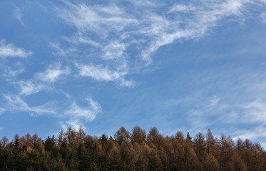 Winter sky (space for text) with few cirrus clouds over coniferous trees tops.