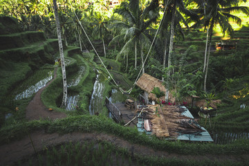Swing in the jungle. Tegalalang rice terraces in Ubud, Bali island, Indonesia.
