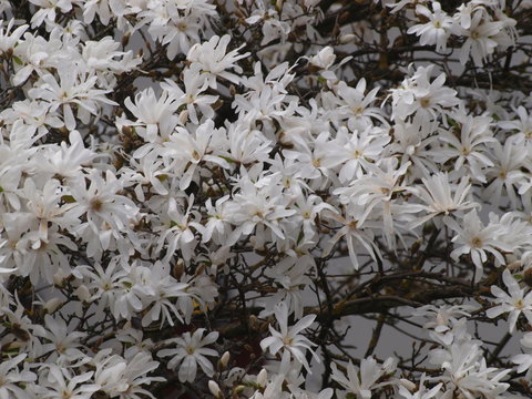Magnolia étoilé (Magnolia stellata), un arbuste aux grandes fleurs blanches lumineuses et parfumées, cultivar du magnolia de Kobé