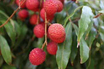 Lychee, ripe red on a tree in the garden – Image    
