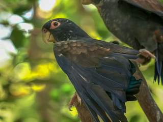 bronze winged parrot close up in ecuador
