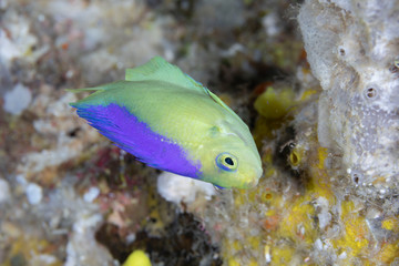 colin's Angelfish