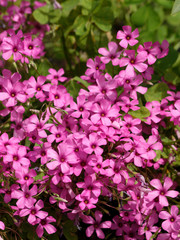 Inflorescences en cymes de l'oxalis articulé (Oxalis articulata), petites fleurs décoratives aux pétales rose vif fortement striées 