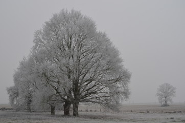 Fototapeta premium hiver a chantenay-villedieu