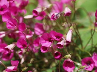 Fototapeta na wymiar Inflorescences en cymes de l'oxalis articulé (Oxalis articulata), petites fleurs décoratives aux pétales rose vif fortement striées 