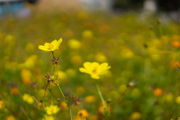 Obraz premium Colorful Cosmos flower in garden
