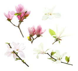 Fototapete Magnolie Satz verschiedene schöne Magnolienblumen auf weißem Hintergrund