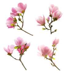 Set of beautiful blooming magnolia flowers on white background