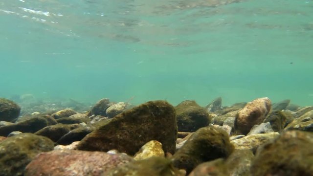 underwater shot of pristine clear free stone freshwater stream in new zealand