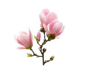 Fototapeta na wymiar Beautiful blooming magnolia flowers on white background