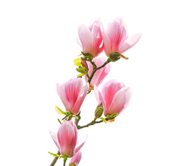 Obraz na płótnie Canvas Beautiful magnolia blossoms on spring day