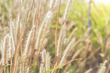 Beautiful grass flower with sunlight during summer time.