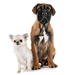 puppy bullmastiff and chihuahua
