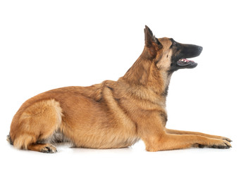 malinois in studio
