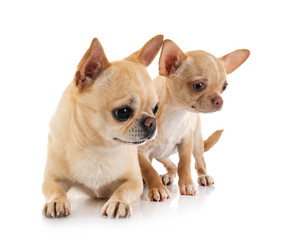 chihuahuas in studio