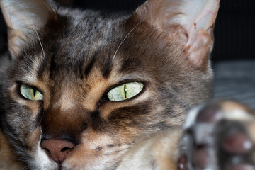 Male four year old Blue Marbled Bengal Corsican domestic cat, breed derived from the Asian Leopard