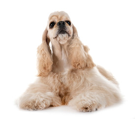 american cocker spaniel