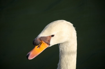 White Swan swimming in the lake.
