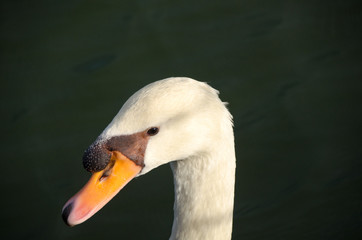 Obraz premium White Swan swimming in the lake.