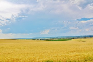 Fototapeta na wymiar Field of Gold wheat
