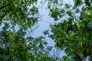 Background of nature