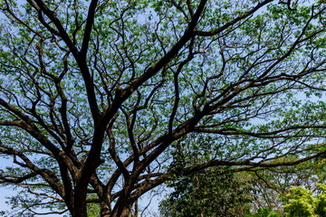 Background of nature