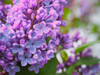 Macro image of spring lilac purple flowers